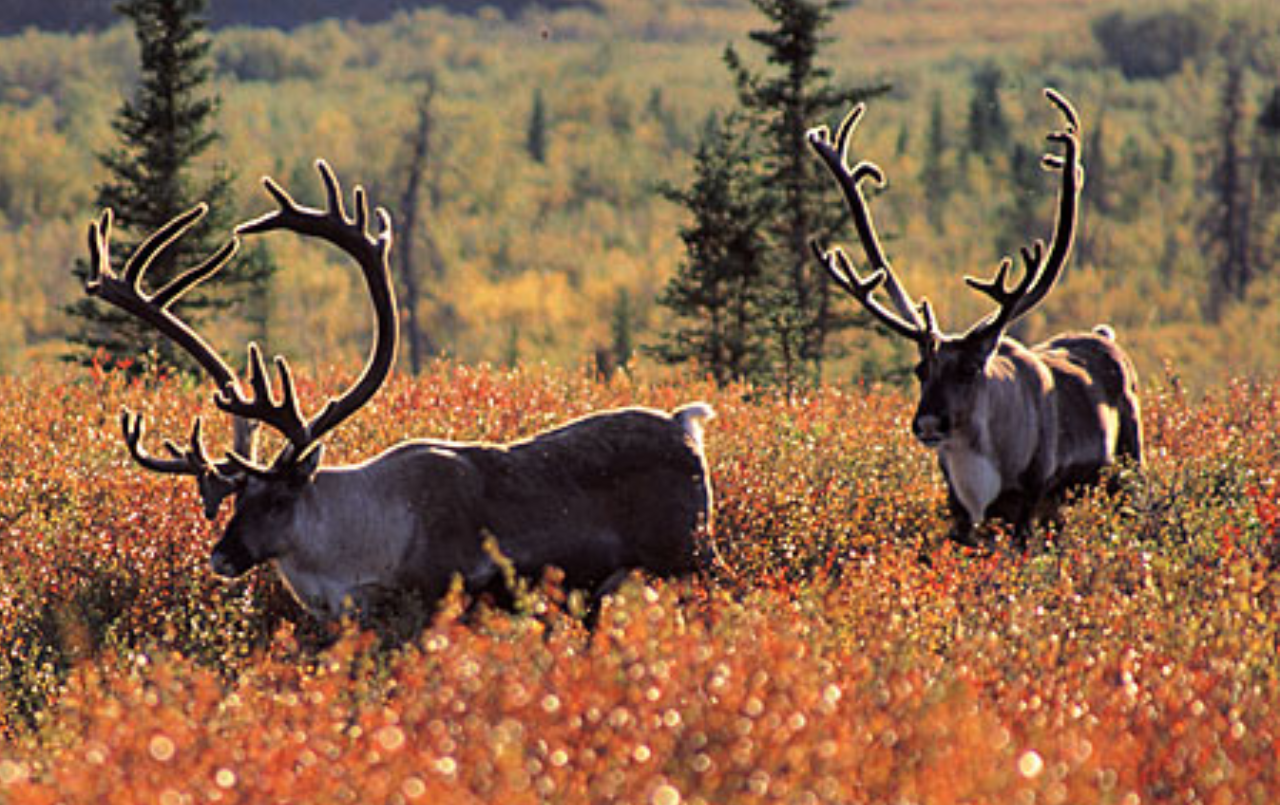 ak-wildlife Image